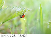 Семиточечная божья коровка (Coccinella septempunctata) Стоковое фото, фотограф Dmitry29 / Фотобанк Лори