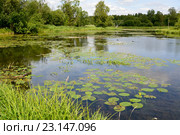Вид на реку Теплая летом. Гатчина, Ленинградская область. Стоковое фото, фотограф Ирина Борсученко / Фотобанк Лори