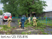 Сотрудники МЧС расчишают проезжую часть  от рухнувшего  старого дерева. Санкт-Петербург (2016 год). Редакционное фото, фотограф Виктор Карасев / Фотобанк Лори
