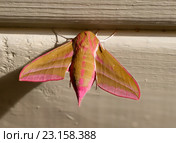 Бабочка бражник винный.  (Deilephila elpenor) Стоковое фото, фотограф Галина Савина / Фотобанк Лори