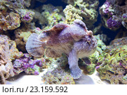 Рыба удильщик бородавчатый клоун или морской чёрт. Painted frogfish (Eng) — Antennarius pictus (Lat) Стоковое фото, фотограф Галина Савина / Фотобанк Лори