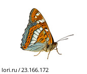 Ленточник тополёвый Limenitis populi (Linnaeus, 1758) Poplar Admiral на белом фоне изолировано. Стоковое фото, фотограф Наталья Волкова / Фотобанк Лори