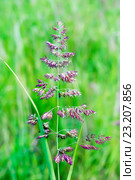Вейник наземный  (Calamagrostis epigeios) Стоковое фото, фотограф Евгений Мухортов / Фотобанк Лори
