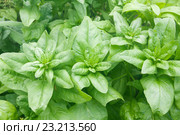 Шпинат огородный на грядке (Spinacia oleracea) Стоковое фото, фотограф Наталия Шевченко / Фотобанк Лори
