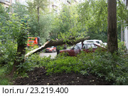 Рабочие убирают упавшее на стоянку дерево (2016 год). Редакционное фото, фотограф Павел Москаленко / Фотобанк Лори