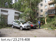 Рабочие убирают упавшее на стоянку дерево (2016 год). Редакционное фото, фотограф Павел Москаленко / Фотобанк Лори