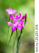 Дикорастущий цветок Лесная гвоздика травянка (Lat. Dianthus deltoides L) Стоковое фото, фотограф Евгений Мухортов / Фотобанк Лори