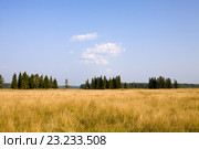 Летний пейзаж в Кировской области. Стоковое фото, фотограф Солодовникова Елена / Фотобанк Лори