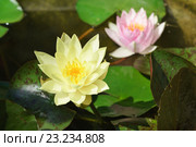 Кувшинка (Nymphaea) Стоковое фото, фотограф Наталья Гармашева / Фотобанк Лори