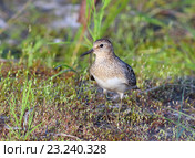 Взрослый белохвостый песочник (Calidris temminckii), взрослая птица на фоне травы. Ямало-Ненецкий автономный округ. Стоковое фото, фотограф Григорий Писоцкий / Фотобанк Лори