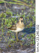 Взрослый белохвостый песочник (Calidris temminckii), самка птицы. Ямало-Ненецкий автономный округ. Стоковое фото, фотограф Григорий Писоцкий / Фотобанк Лори