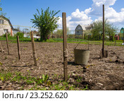 Подготовка к посадке картофеля на садовом участке. Стоковое фото, фотограф Вячеслав Палес / Фотобанк Лори