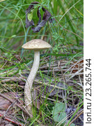 Подберёзовик обыкновенный (Leccinum scabrum) Стоковое фото, фотограф Игорь Долгов / Фотобанк Лори