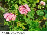 Пеларгония зональная (лат. Pelargonium zonale) в саду. Стоковое фото, фотограф Елена Коромыслова / Фотобанк Лори