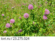 Клевер луговой (лат. Trifolium pratense) Стоковое фото, фотограф Елена Коромыслова / Фотобанк Лори
