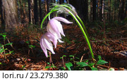 Прострелы, сон-трава в весеннем сосновом лесу / Purple Pasque-flowers in the pine forest at Spring. Стоковое видео, видеограф Сергей Пристяжнюк (Serg Zastavkin) / Фотобанк Лори