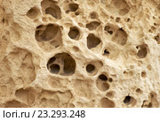 The cavernous globigerina limestone injured by the severe weathering, Malta. Стоковое фото, фотограф Сергей Пристяжнюк (Serg Zastavkin) / Фотобанк Лори