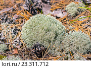 Кладония лесная (lat. Cladonia arbuscula) Стоковое фото, фотограф Евгений Мухортов / Фотобанк Лори
