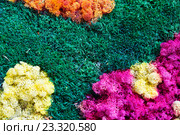 Nature colorful background. Стоковое фото, фотограф Яков Филимонов / Фотобанк Лори