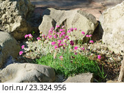 Армерия приморская (Armeria maritima (Mill.) Willd. Armeria vulgaris Willd) среди камней. Стоковое фото, фотограф Наталья Гармашева / Фотобанк Лори