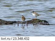 Фифи (лат. Tringa glareola) и Мородунка (лат. Xenus cinereus) на островке среди волн. Ямало-Ненецкий автономный округ. Стоковое фото, фотограф Григорий Писоцкий / Фотобанк Лори