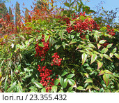 Декоративный кустарник нандина домашняя (лат. Nandina domestica) с красными ягодами. Стоковое фото, фотограф Галина Хорошман / Фотобанк Лори