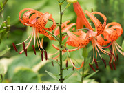 Лилия тигровая Спленденс (лат. Lílium lancifolium, ранее — Lilium tigrinum) Стоковое фото, фотограф Наталья Гармашева / Фотобанк Лори