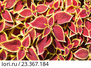 Красные листья  колеуса Блюме (лат. Coleus blumei Benth), крупный план. Стоковое фото, фотограф Галина Хорошман / Фотобанк Лори