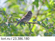 Обыкновенная чечётка, или просто чечётка (лат. Carduelis flammea). Молодая птица на ветке дерева, Ямало-Ненецкий автономный округ. Стоковое фото, фотограф Григорий Писоцкий / Фотобанк Лори