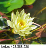 Нимфея Йелоу Сенсейшн (Yellow Sensation) Стоковое фото, фотограф Наталья Гармашева / Фотобанк Лори