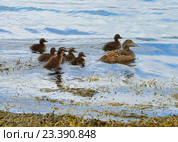 Обыкновенная гага (лат. Somateria mollissima). Самка с птенцами. Стоковое фото, фотограф Валерия Попова / Фотобанк Лори