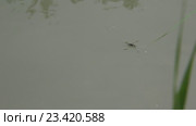 Водомерки ( Gerridae) — семейство полужесткокрылых насекомых из подотряда клопов (Heteroptera) Стоковое видео, видеограф Олег Хархан / Фотобанк Лори
