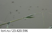 Водомерки ( Gerridae) — семейство полужесткокрылых насекомых из подотряда клопов (Heteroptera) Стоковое видео, видеограф Олег Хархан / Фотобанк Лори