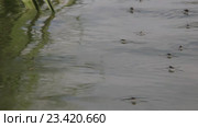 Водомерки ( Gerridae) — семейство полужесткокрылых насекомых из подотряда клопов (Heteroptera) Стоковое видео, видеограф Олег Хархан / Фотобанк Лори