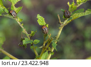 Колорадские жуки (лат. Leptinotarsa decemlineata) поедают листья картофеля. Стоковое фото, фотограф Елена Коромыслова / Фотобанк Лори
