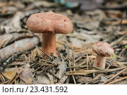 Горькушка (Lactarius rufus) на лесной хвойной подстилке. Стоковое фото, фотограф Александр Романов / Фотобанк Лори
