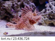 Золотистая скорпена, или золотой морской ёрш. Scorpaena scrofa. Стоковое фото, фотограф Галина Савина / Фотобанк Лори