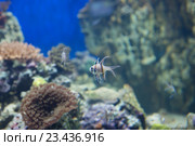Рыбка Тюлевый апогон Каудерна. Стоковое фото, фотограф Галина Савина / Фотобанк Лори