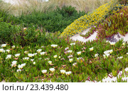 White Carpobrotus flowers on sandy hill (Carpobrotus). Стоковое фото, фотограф Юрий Брыкайло / Фотобанк Лори
