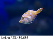 Рыба-кузовок или рыба-коробка. Стоковое фото, фотограф Галина Савина / Фотобанк Лори