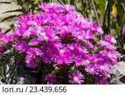 Pink flowers (Carpobrotus) closeup. Стоковое фото, фотограф Юрий Брыкайло / Фотобанк Лори