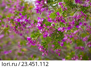 polygala myrtifolia blossom. Стоковое фото, фотограф Яков Филимонов / Фотобанк Лори