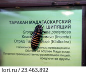 Мадагаскарский шипящий таракан в Дарвиновском музее (2015 год). Редакционное фото, фотограф Сергей Лаврентьев / Фотобанк Лори
