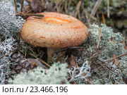 Волнушка (Lactarius torminosus), один из съедобных грибов. Стоковое фото, фотограф Александр Романов / Фотобанк Лори