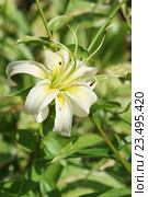 Тигровая лилия сорт Леди Элис (Lilium Lady Alice) Стоковое фото, фотограф Наталья Гармашева / Фотобанк Лори