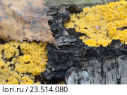Аскомицет Bisporella citrina [Calycella citrina] Стоковое фото, фотограф Александр Курлович / Фотобанк Лори