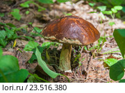 Подберёзовик обыкновенный или обабок (Leccinum scabrum) в лесу. Стоковое фото, фотограф Алёшина Оксана / Фотобанк Лори