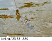 Пойманный окунь с блесной выводится на берег из воды. Стоковое фото, фотограф Игорь Низов / Фотобанк Лори