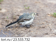 Трясогузка белая. White Wagtail (Motacilla alba). Стоковое фото, фотограф Василий Вишневский / Фотобанк Лори