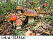 Грибное место, содружество разных грибов. Стоковое фото, фотограф Александр Романов / Фотобанк Лори